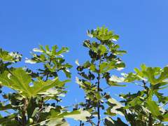 오늘같은 날, 체납 세금 수금하기 딱 좋아!