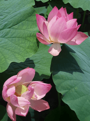 그 남자의 '간헐적' 아내 사랑법