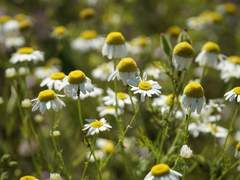 루베리 마을과 고대의 톱니바퀴