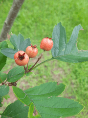 다행이다, 내 아들이 아니어서