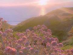 Reader, I found my last love