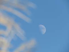 낮에 뜨는 달