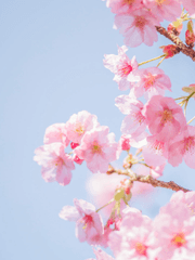 (if)만약 사소리 곁에 사쿠라가 있었다면