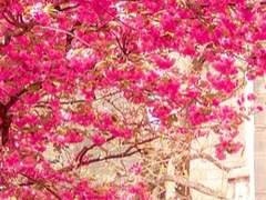 있잖아.. 우리의 봄은