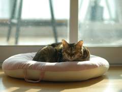 [ADHD] 존스홉킨스 지나영 교수님 - 약 대신 명상