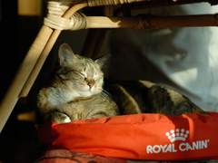 ADHD와 고도 영재