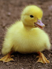 몰락 세가의 시한부 영약