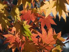 [사주명리] 계사일주 -천을귀인(2)-수화기제, 재관쌍미