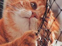 [로판] 황제의 애완수인_Epilogue