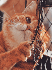 [로판] 황제의 애완수인