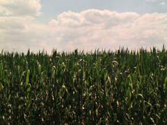 진실을 담아, 메이브가.