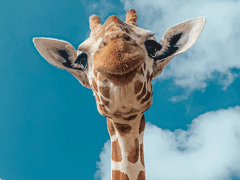 연하집착광공듀×연상순진수케이