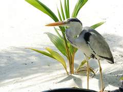 [다니엘] 시편 23편을 천 번 쓰면 소원이 이루어진대