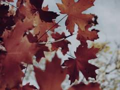 [BL] 영험한 밤의 몸종 (55) : 휘늘어져 신음하며