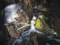 누가 울새를 죽였나