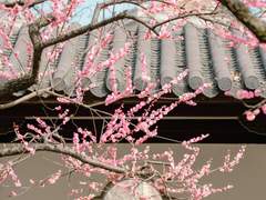 [화산귀환 드림] 매화나무 아래 묻힌