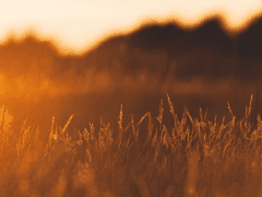 Alex Temple 그리핀도르 머글본 M