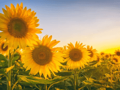 [중혁독자] 크림치즈맛 01