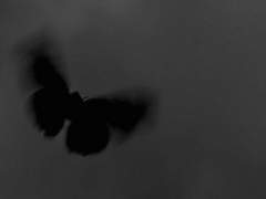 《황궁의 꽃-1》