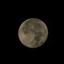 주히아리다(잡식)