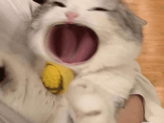 엔시티 나페스 무료노딱 추천