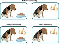 조건 반사와 무조건 반사의 차이