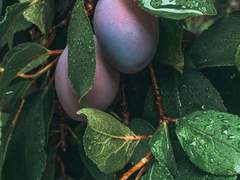 매화가 피는 계절은 찾아오지 않는다.