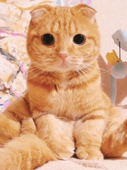 팬이 그린 아트