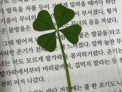 클로버 하바리움은 어때? 웅? 넹?