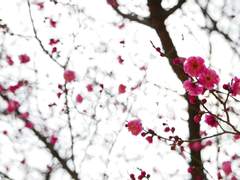 현화산 윤종 드림