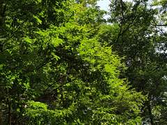 녹림칠십이채 전속의원이자 녹림왕 주치의 유사가족 드림