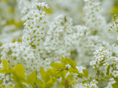 순백의 도화지에 푸름이 번지거든
