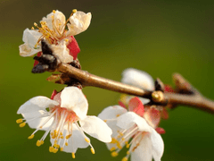 [미수반] 살구꽃 피는 봄 9