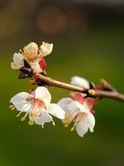 [미수반] 살구꽃 피는 봄