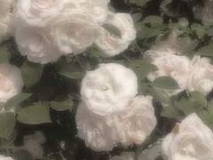 자갈길 사이의 유채有彩