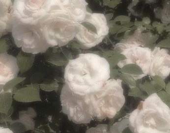 자갈길 사이의 유채有彩