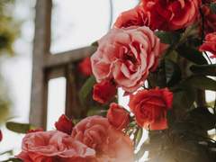 나는 가끔 너를 여름이라고 불러