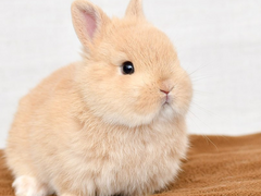 정대만은 토끼를 키우기로 결심했다 完