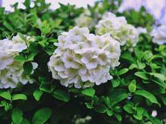 내가 누구인지 말할 수 있는 자는 누구인가?