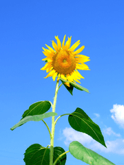 나의 히어로 아카데미아 단편