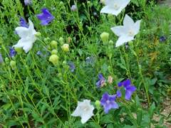 그대와 피운꽃이 절정을 맞이했다.