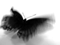 [우진진아] Passacaglia