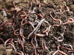 Biofertilizer Market Research Report 2028, Industry Trends, Share, Size, Demand and Future Scope