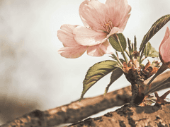 피어오른다. 저물지 않는다. 변치 않는 사랑이다.