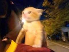 보드 소녀의 사랑을 찾아서 2