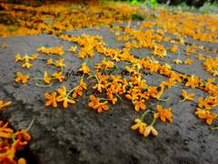 [KKIR] 금목서의 그늘 아래서.