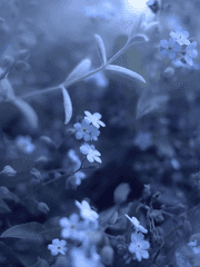 푸른빛 솦속 살인사건