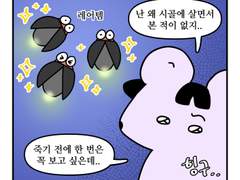 하루땃따 144화 <한 여름밤의 반딧불이>