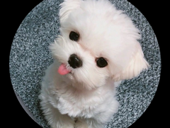 어느 날 갑자기 강아지가 되었다 6