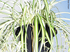 나의 사춘기에게